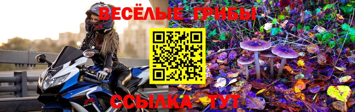 Псилоцибиновые грибы Psilocybine cubensis Лысьва